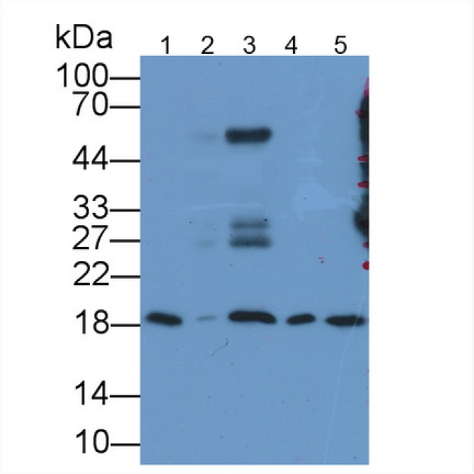 Human, Mouse Anti-Cyclophilin A (CYPA) Monoclonal Antibody