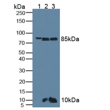 Anti-Beta Catenin (Beta-catenin) Human Polyclonal Antibody