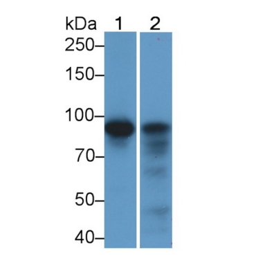 Human, Mouse, Rat Anti-Beta Catenin (Beta-catenin) Monoclonal Antibody