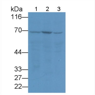 Anti-Heat Shock 70kDa Protein 1A (HSPA1A) Human Monoclonal Antibody