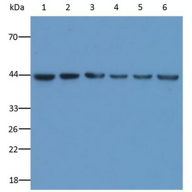 Human, Mouse, Rat, Guinea Pig, Rabbit, Canis familiaris; Canine (Dog), Pig, Bovine (Cattle), Ovis aries; Ovine (Sheep), Equus caballus; Equine (Horse), Chicken (Gallus) Anti-Beta Actin (ACTB) Monoclonal Antibody