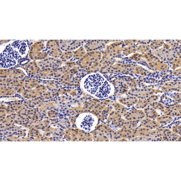 Anti-Extracellular Signal Regulated Kinase 1 (ERK1) Human Polyclonal Antibody