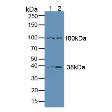 Anti-Extracellular Signal Regulated Kinase 1 (ERK1) Human Polyclonal Antibody