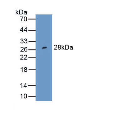 Human, Mouse, Rat Anti-Extracellular Signal Regulated Kinase 1 (ERK1) Monoclonal Antibody