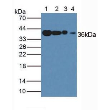 Anti-Glyceraldehyde-3-Phosphate Dehydrogenase (GAPDH) Human Polyclonal Antibody