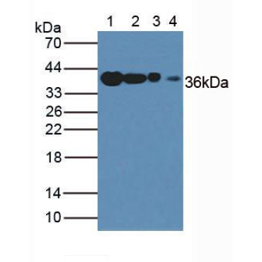 Human, Mouse, Rat Anti-Glyceraldehyde-3-Phosphate Dehydrogenase (GAPDH) Human Polyclonal Antibody