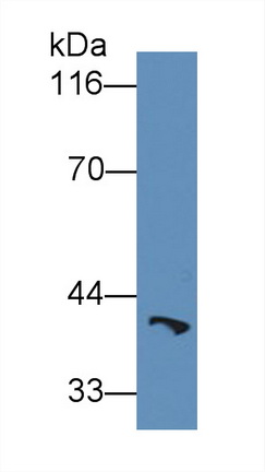Rat Anti-Heat Shock 70kDa Binding Protein 1 (HSPBP1) Polyclonal Antibody