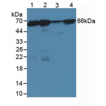 Anti-Lamin B1 (LMNB1) Human Polyclonal Antibody