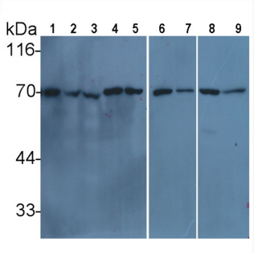 Human, Mouse, Rat Anti-Lamin B1 (LMNB1) Monoclonal Antibody