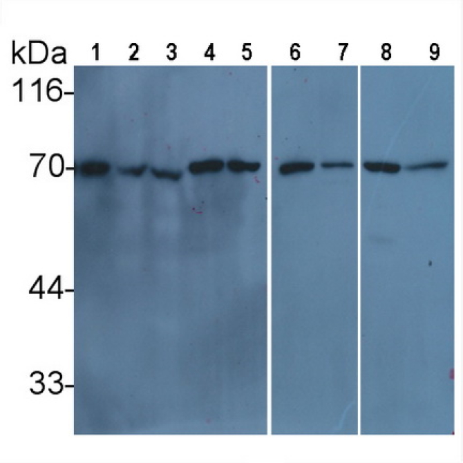 Human, Mouse, Rat Anti-Lamin B1 (LMNB1) Monoclonal Antibody
