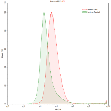 Anti-Galectin 1 (GAL1) Human Polyclonal Antibody