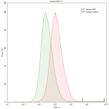 Anti-Heparanase (HPSE) Human Polyclonal Antibody