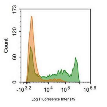 FITC-Linked Anti-Cluster Of Differentiation 8a (CD8a) Human Monoclonal Antibody