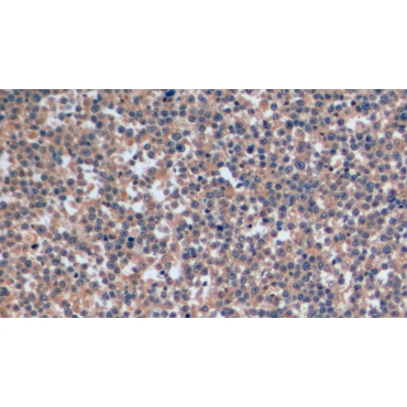 APC-Linked Anti-Cluster Of Differentiation 4 (CD4) Human Monoclonal Antibody