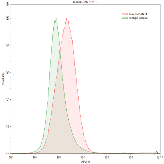 Anti-Calcium Activated Nucleotidase 1 (CANT1) Human Polyclonal Antibody