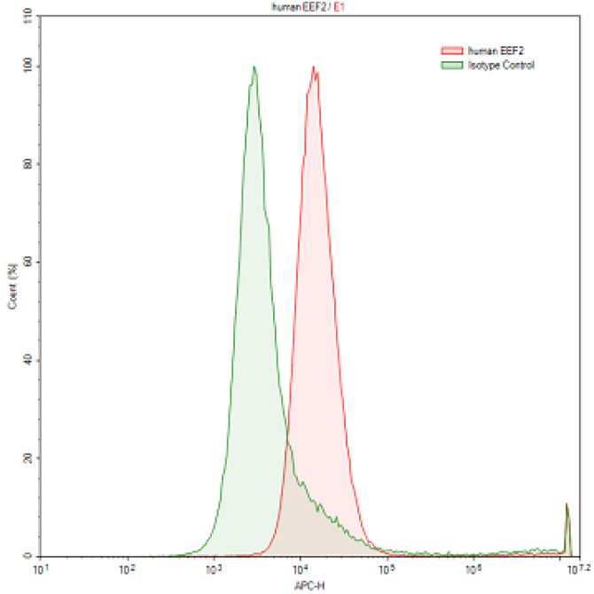 Anti-Eukaryotic Translation Elongation Factor 2 (EEF2) Human Polyclonal Antibody