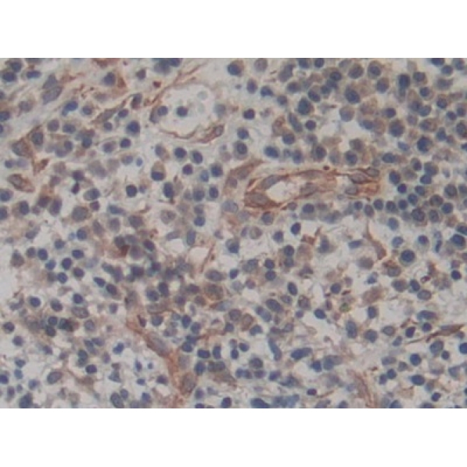 Amphiregulin (AREG) Human Biotin-Linked Monoclonal Antibody