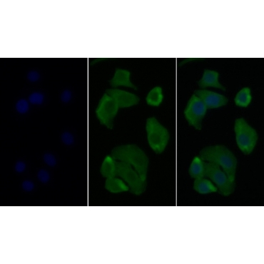 Annexin V (ANXA5) Human FITC-Linked Monoclonal Antibody