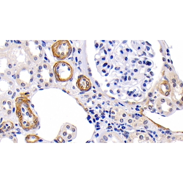 Platelet Derived Growth Factor AA (PDGFAA) Human Biotin-Linked Monoclonal Antibody