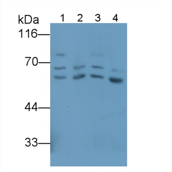 Glucose 6 Phosphate Isomerase (GPI) Human HRP-Linked Polyclonal Antibody