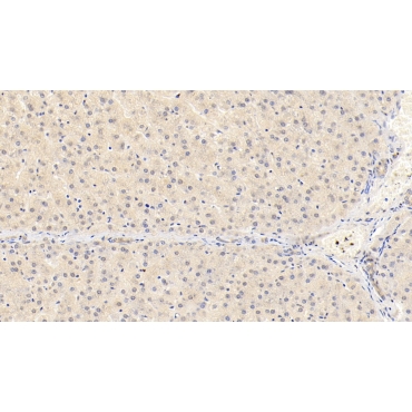 Chemerin (CHEM) Human APC-Linked Monoclonal Antibody