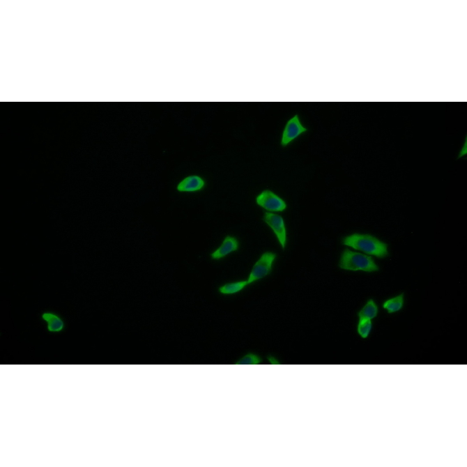 Amphiregulin (AREG) Human Monoclonal Antibody
