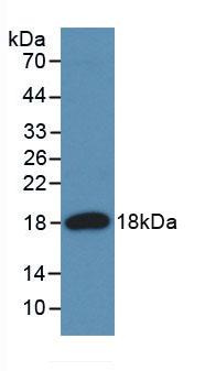 Angiogenin (ANG) Bovine (Cattle) Monoclonal Antibody