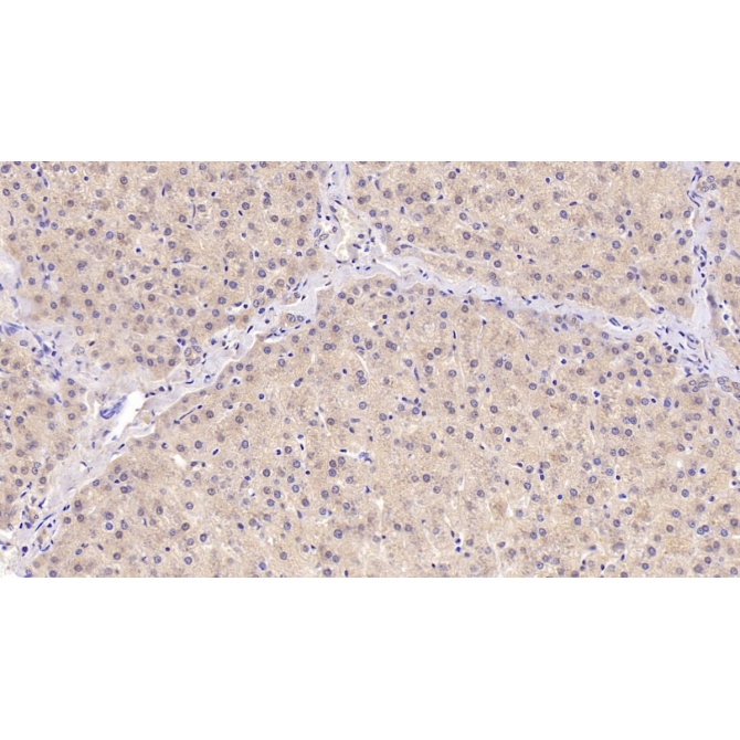 Angiogenin (ANG) Human Monoclonal Antibody