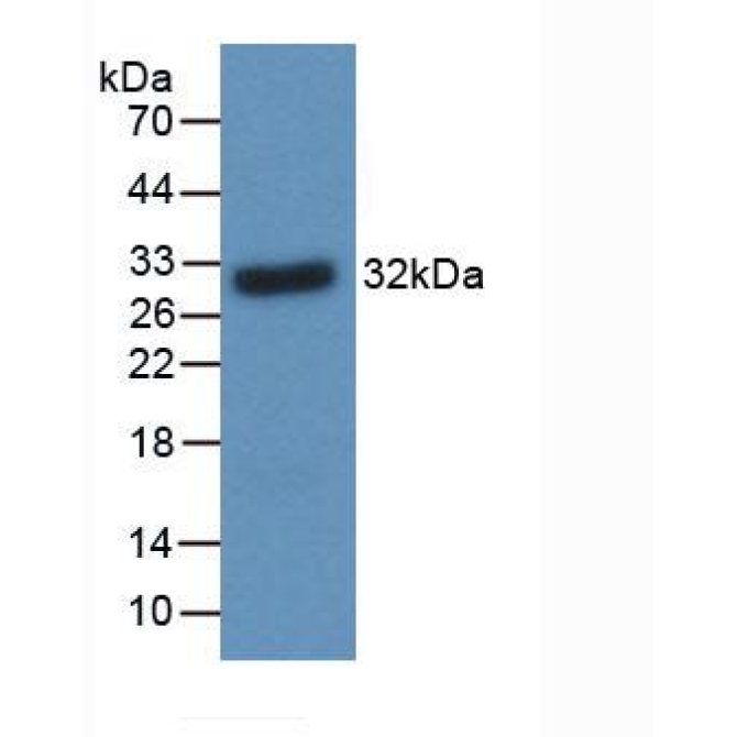 Brain Derived Neurotrophic Factor (BDNF) Human, Mouse, Rat, Rabbit, Pig, Capra hircus; Caprine (Goat), Equus caballus; Equine (Horse) Monoclonal Antibody