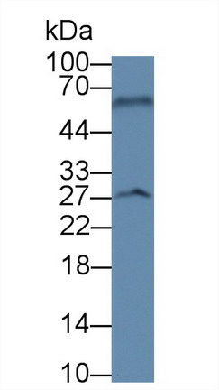 Brain Derived Neurotrophic Factor (BDNF) Pig Monoclonal Antibody