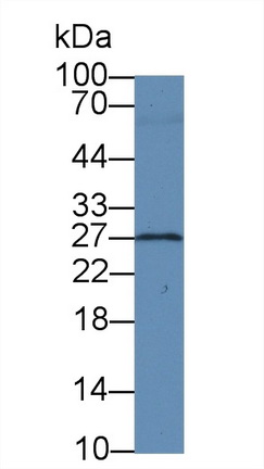 Brain Derived Neurotrophic Factor (BDNF) Pig Monoclonal Antibody