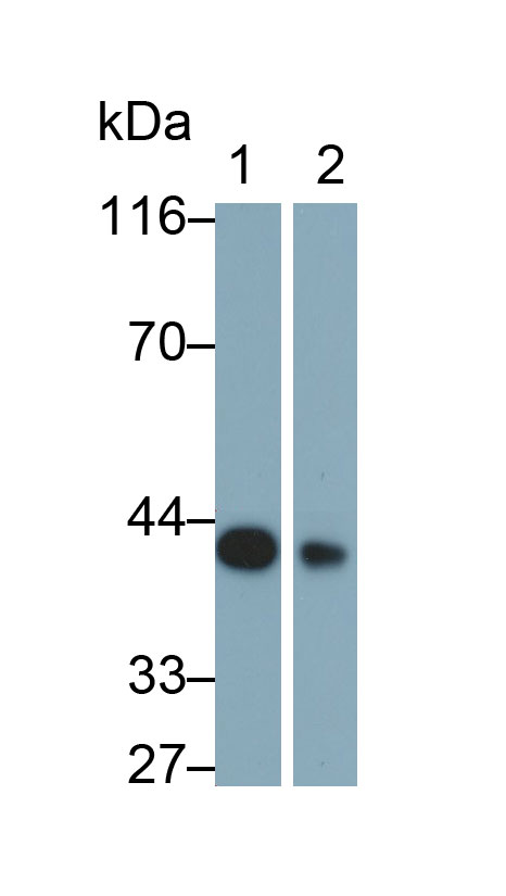 Brain Derived Neurotrophic Factor (BDNF) Rat Monoclonal Antibody