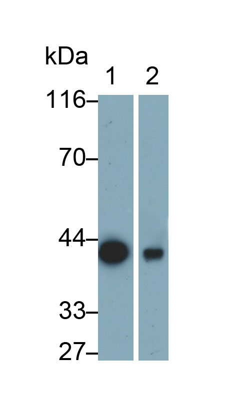 Brain Derived Neurotrophic Factor (BDNF) Rat Monoclonal Antibody