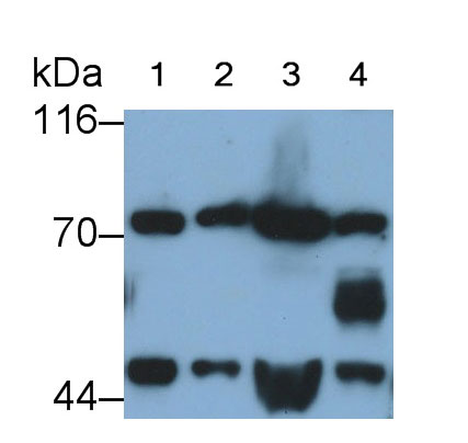 Brain Derived Neurotrophic Factor (BDNF) Rat Monoclonal Antibody