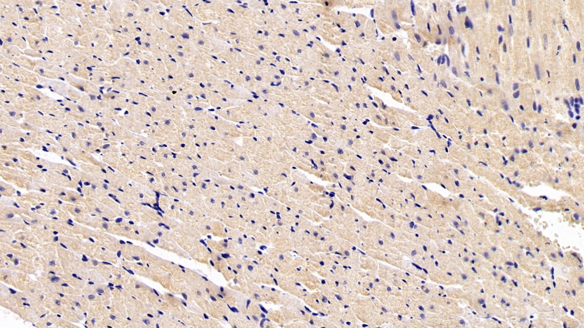 S100 Calcium Binding Protein (S100) Rat Monoclonal Antibody