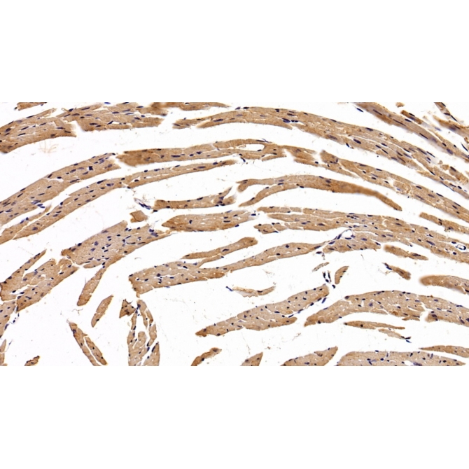 Erythropoietin Receptor (EPOR) Human Monoclonal Antibody