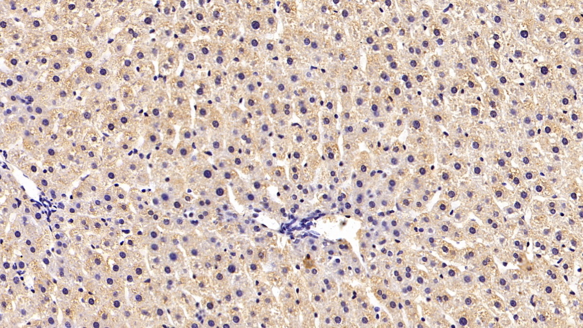 Erythropoietin Receptor (EPOR) Rat Monoclonal Antibody