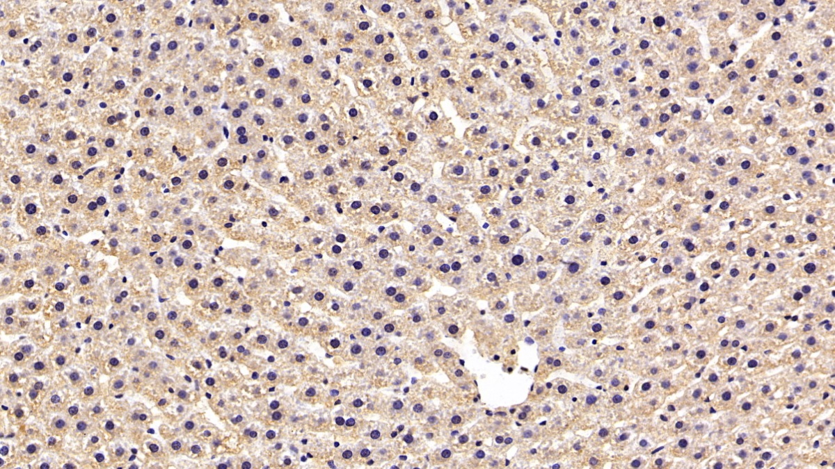 Erythropoietin Receptor (EPOR) Rat Monoclonal Antibody