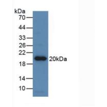 Erythropoietin (EPO) Equus caballus, Equine (Horse) Monoclonal Antibody