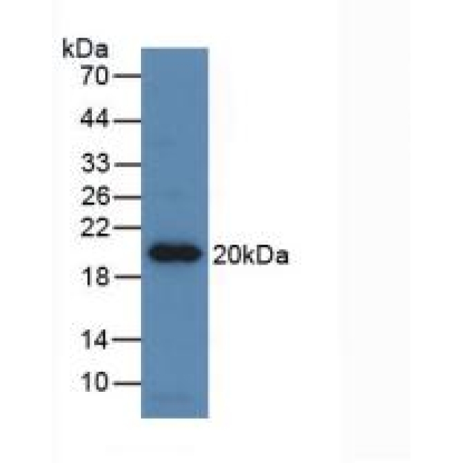 Erythropoietin (EPO) Equus caballus, Equine (Horse) Monoclonal Antibody