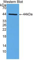 Interferon Alpha (IFNa) Pig Monoclonal Antibody