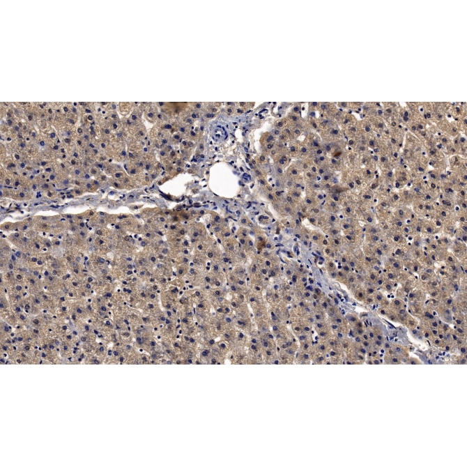 Fibroblast Growth Factor 9 (FGF9) Human Monoclonal Antibody