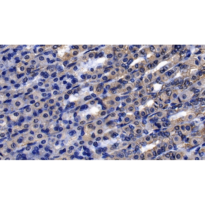 Fibroblast Growth Factor 9 (FGF9) Human Monoclonal Antibody