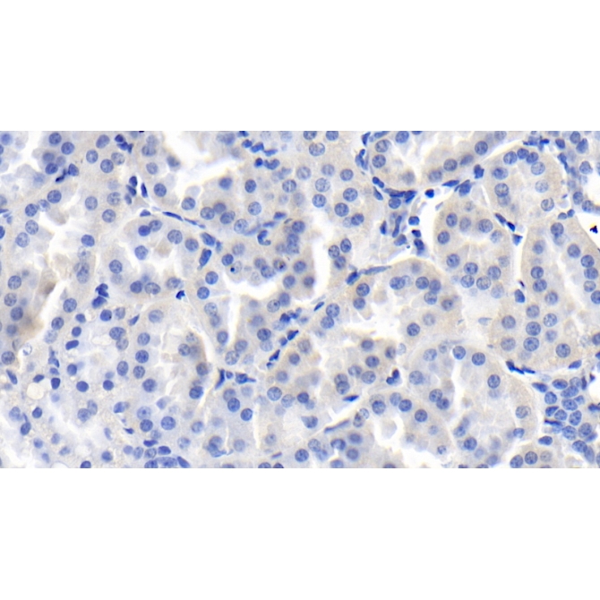 Fibroblast Growth Factor 9 (FGF9) Human Monoclonal Antibody