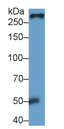 Fibronectin (FN) Rat Monoclonal Antibody
