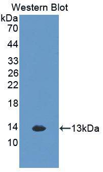 Chemokine (C-X-C Motif) Ligand 1 (CXCL1) Rat Monoclonal Antibody