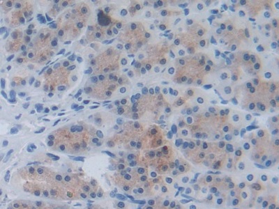 Chemokine (C-X-C Motif) Ligand 1 (CXCL1) Rat Monoclonal Antibody