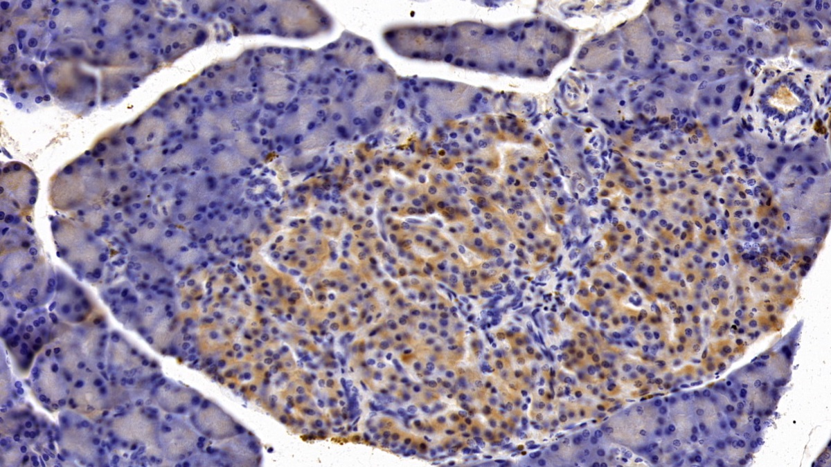 Colony Stimulating Factor 3, Granulocyte (GCSF) Rat Monoclonal Antibody
