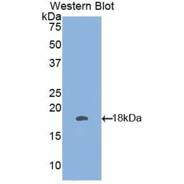 Interferon Gamma (IFNg) Chicken (Gallus) Monoclonal Antibody
