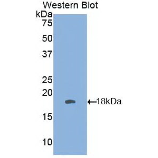 Interferon Gamma (IFNg) Chicken (Gallus) Monoclonal Antibody